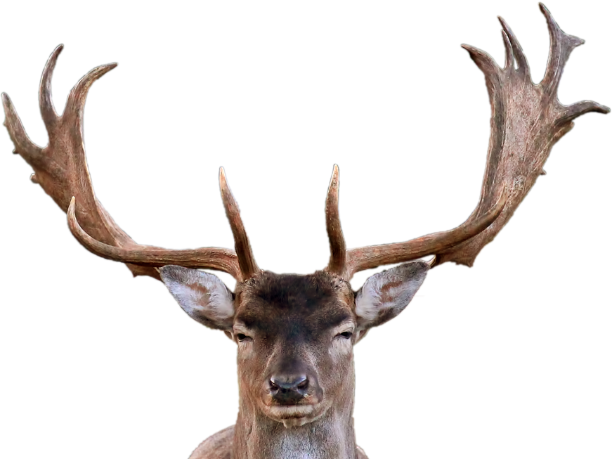 Deer squinting at camera, facing forwards